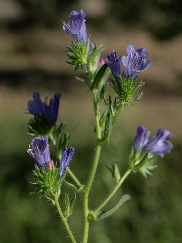 Echium plantagineum 2.06