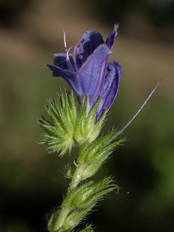 Echium plantagineum 2.08
