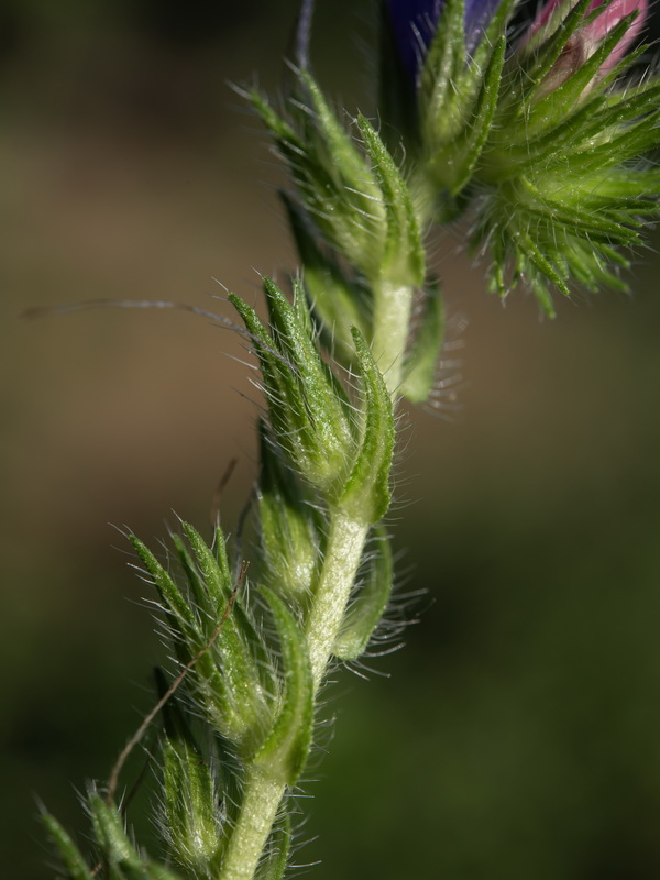 Echium plantagineum 2.10