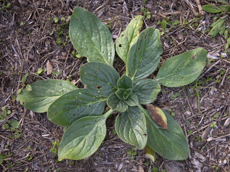 Echium plantagineum 2.11