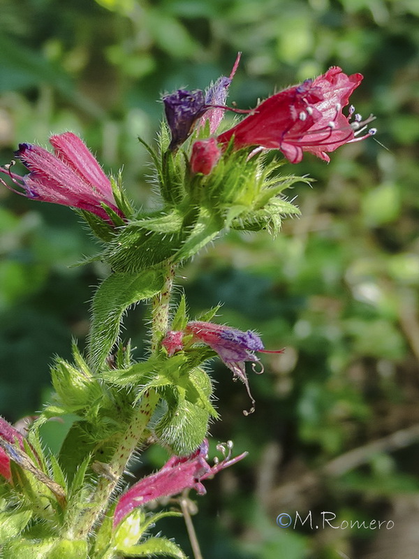 Echium rosulatum rosulatum.001