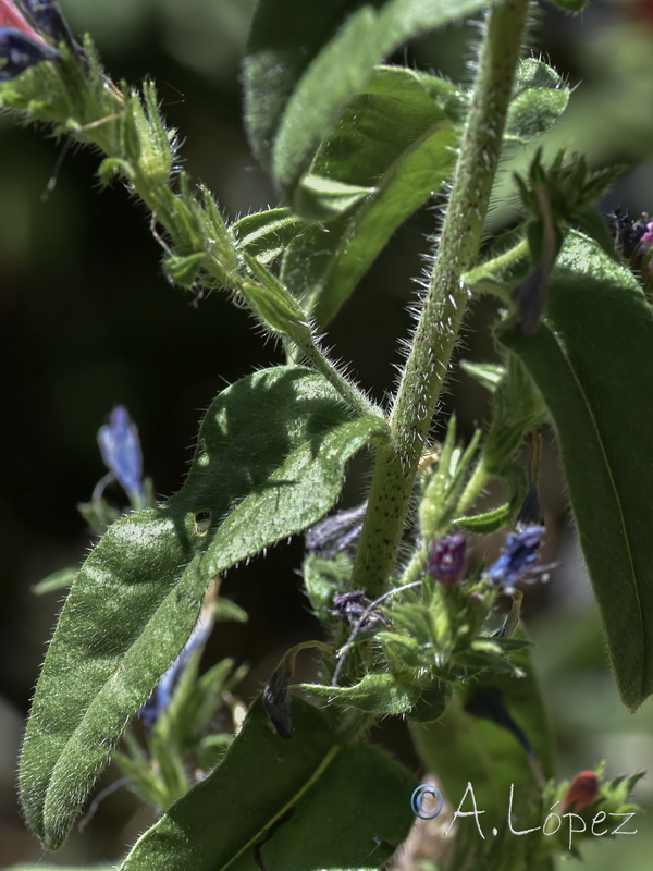 Echium rosulatum rosulatum.06