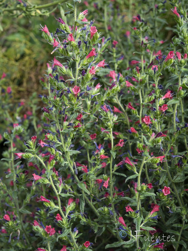 Echium rosulatum rosulatum.12