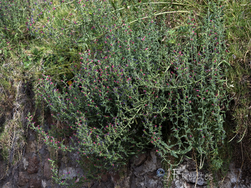Echium rosulatum rosulatum.13