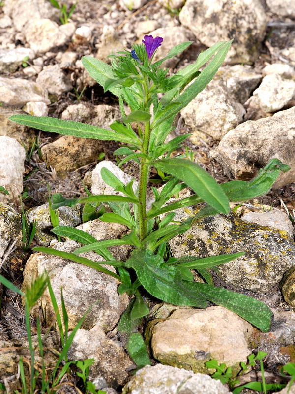 Echium sabulicolum decipiens.01