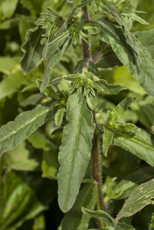 Echium sabulicolum decipiens.36