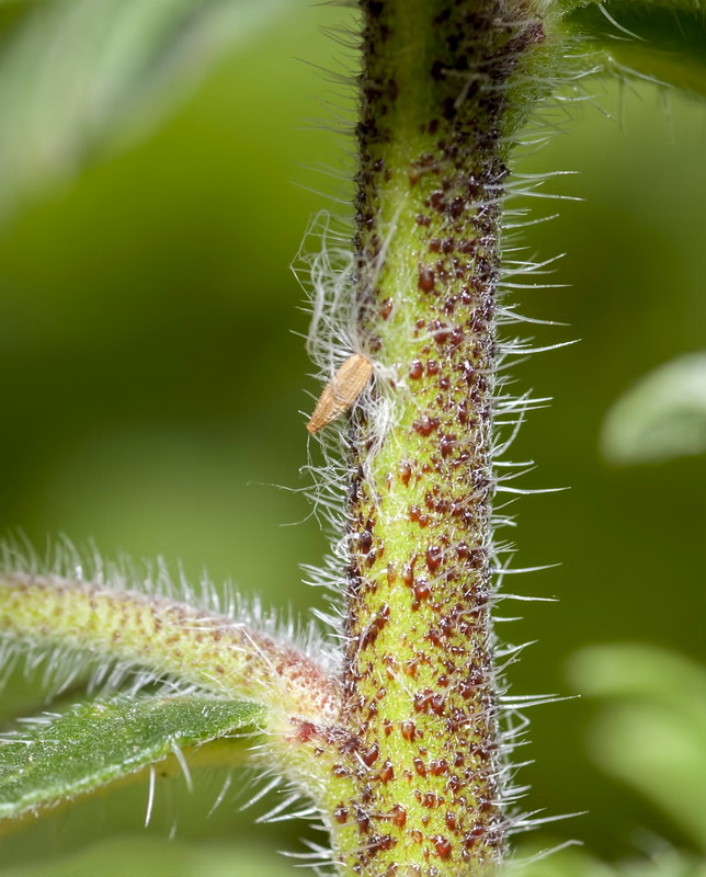 Echium sabulicolum decipiens.38