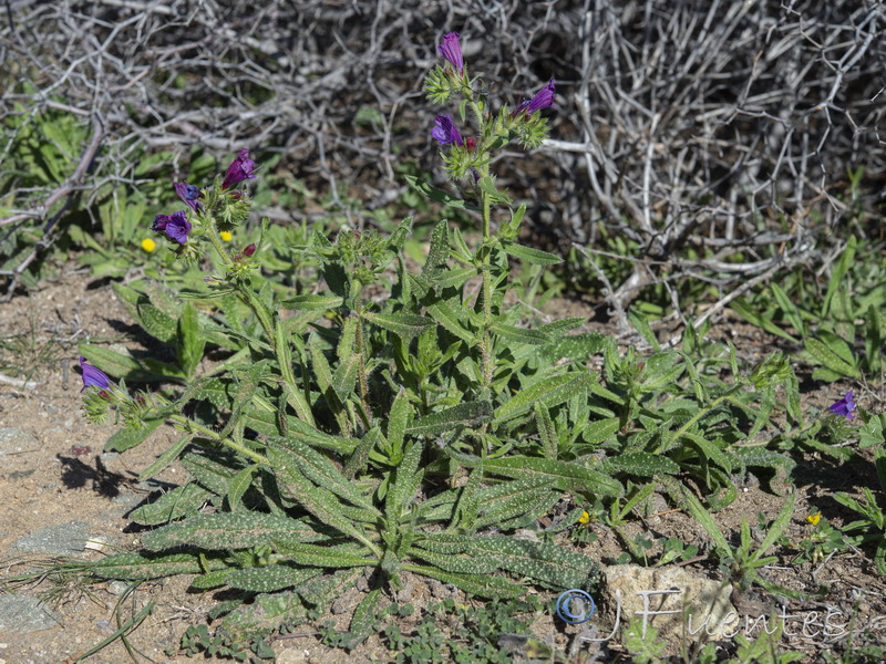 Echium sabulicolum decipiens.49