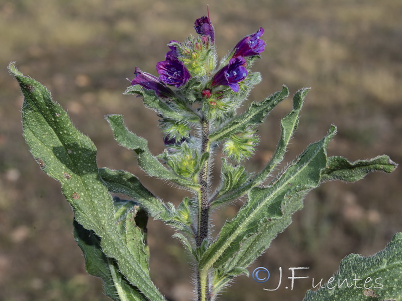 Echium sabulicolum decipiens.51