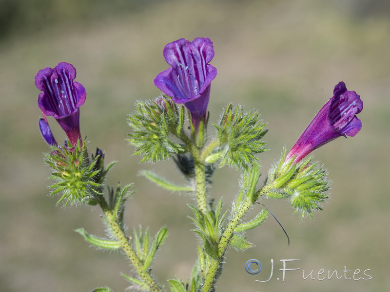 Echium sabulicolum decipiens.52
