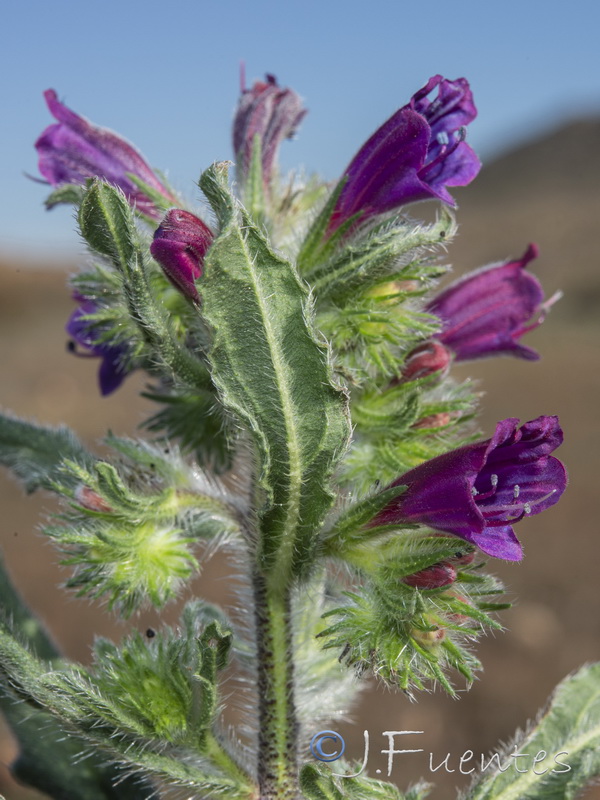 Echium sabulicolum decipiens.53