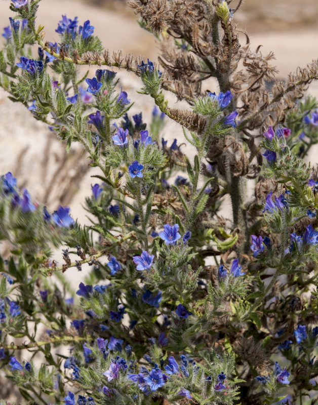 Echium vulgare pustulatum.02