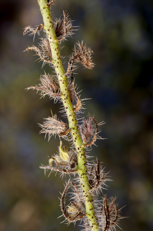 Echium vulgare pustulatum.04