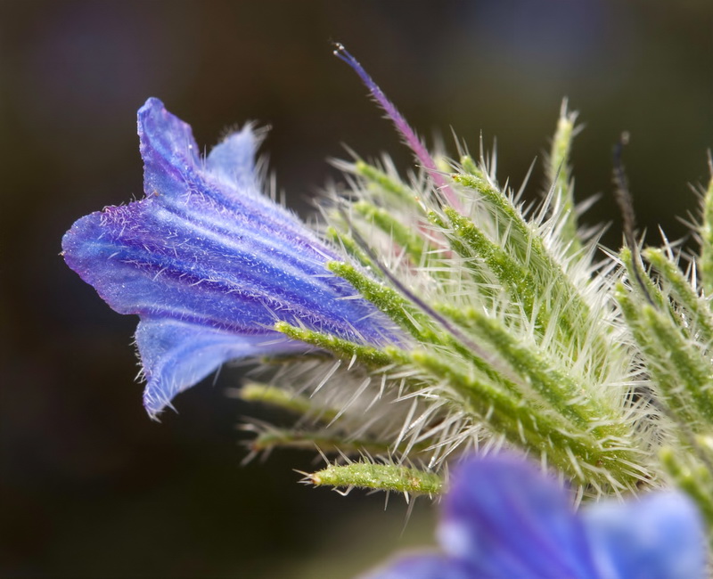 Echium vulgare pustulatum.10