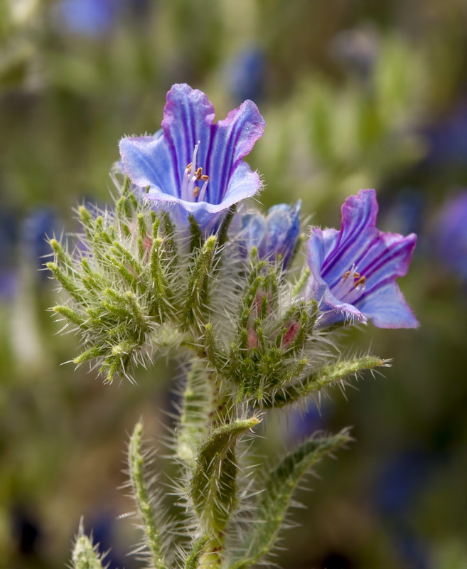 Echium vulgare pustulatum.12