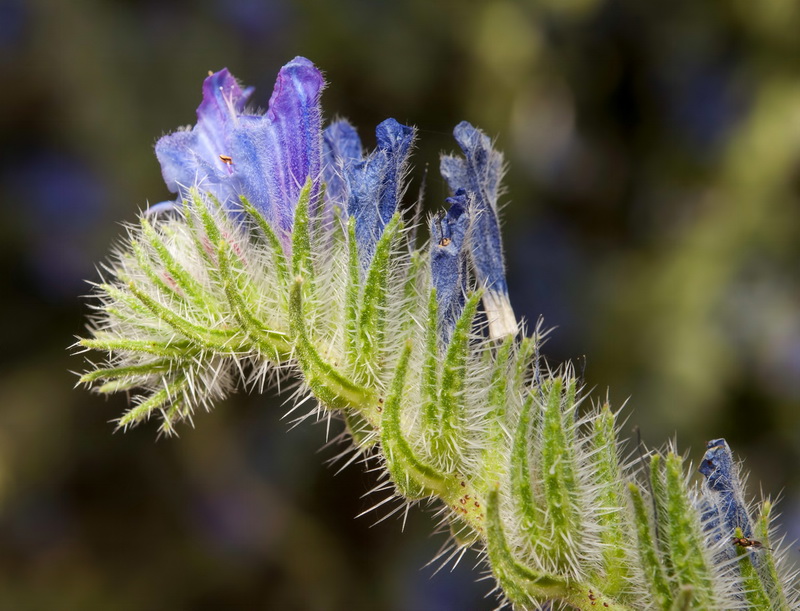 Echium vulgare pustulatum.14