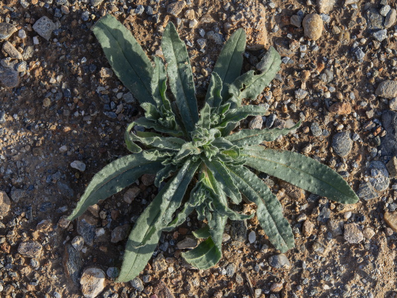Echium vulgare pustulatum.29