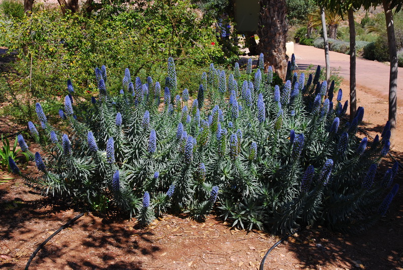 Echium webbii.01