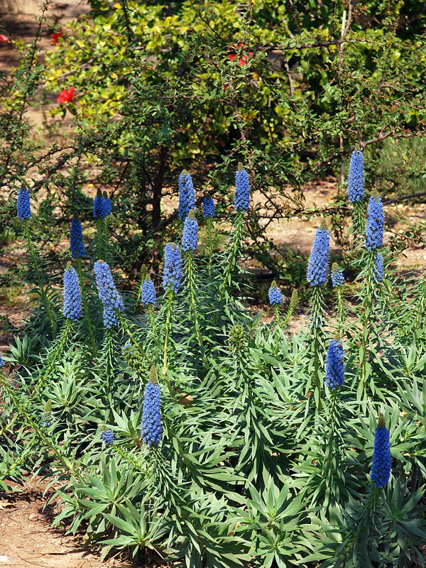 Echium webbii.02