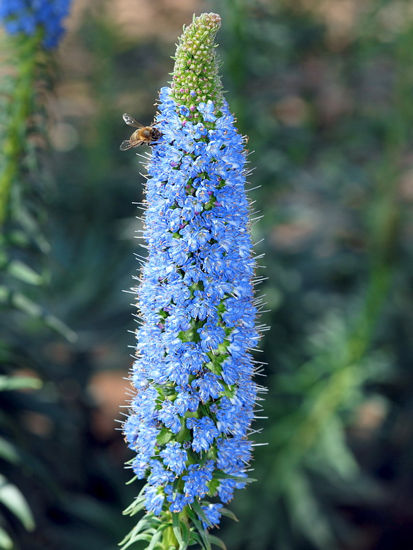 Echium webbii.07