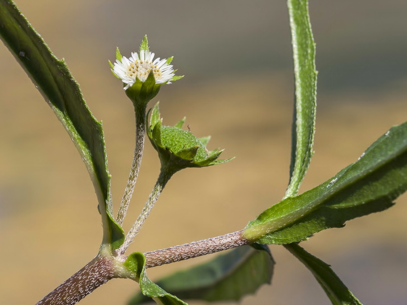 Eclipta prostrata.05