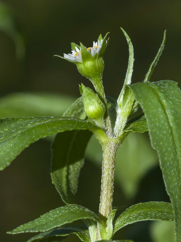 Eclipta prostrata.09