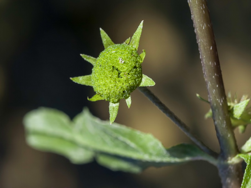 Eclipta prostrata.13