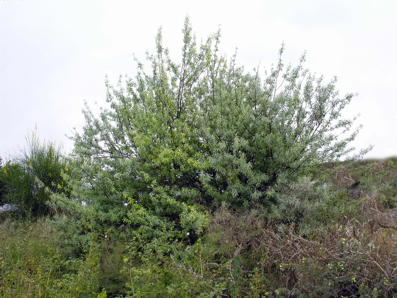 Elaeagnus angustifolia.01