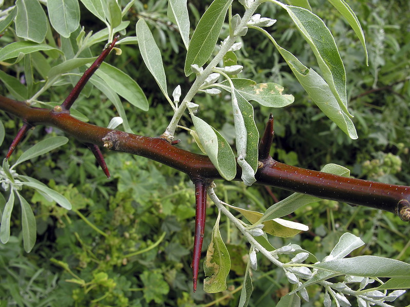 Elaeagnus angustifolia.02