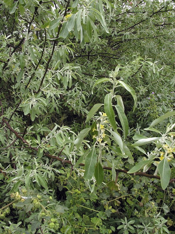Elaeagnus angustifolia.03