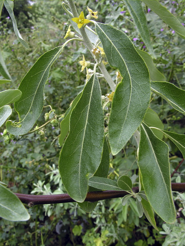 Elaeagnus angustifolia.05