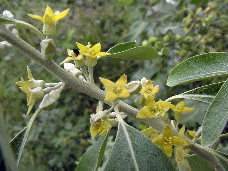 Elaeagnus angustifolia.06