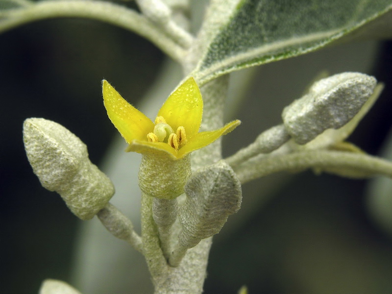 Elaeagnus angustifolia.12