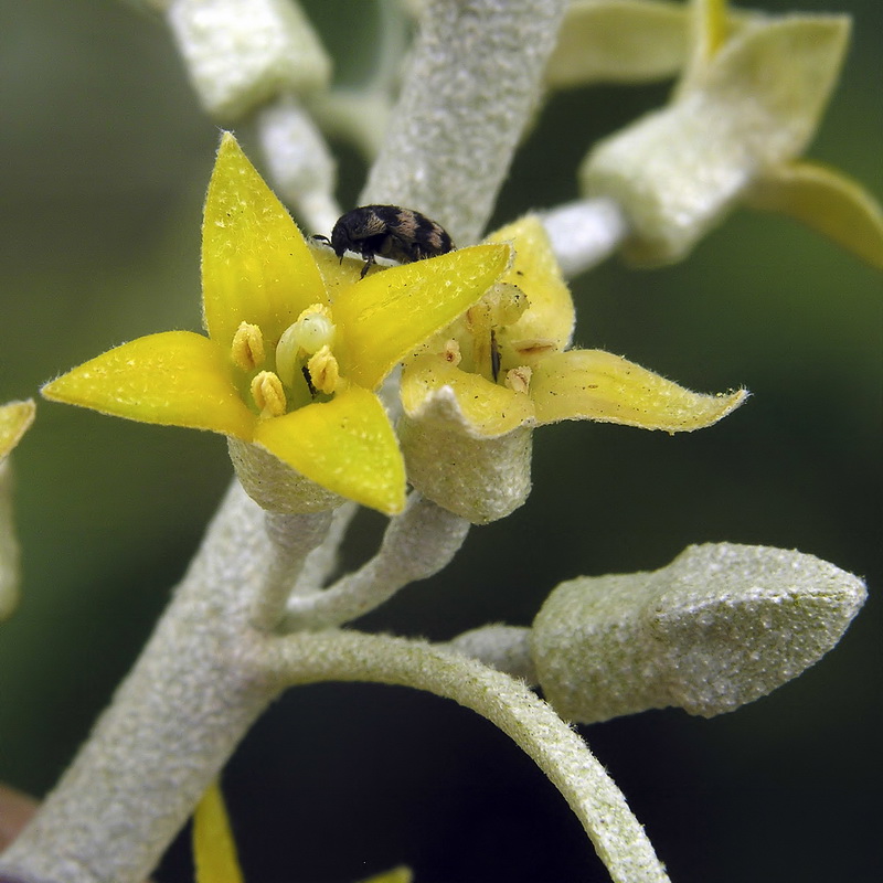 Elaeagnus angustifolia.13