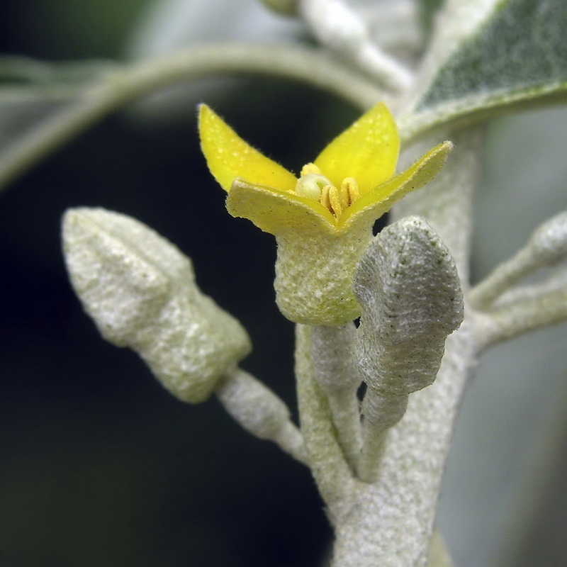 Elaeagnus angustifolia.14