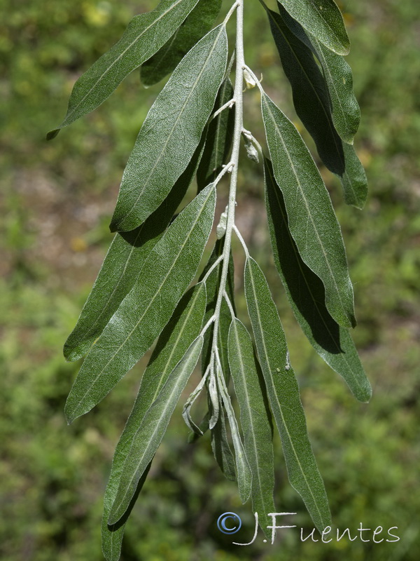 Elaeagnus angustifolia.18