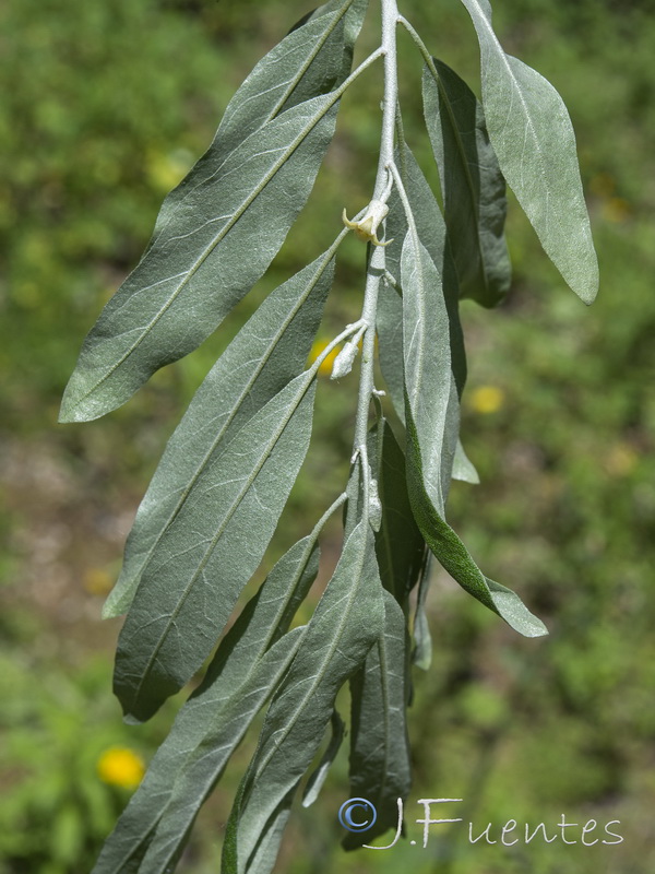 Elaeagnus angustifolia.19