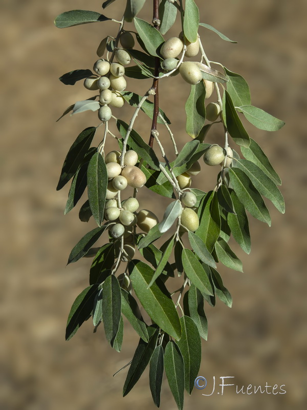 Elaeagnus angustifolia.20