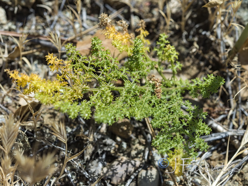 Elaoselinum asclepium millefolium.03