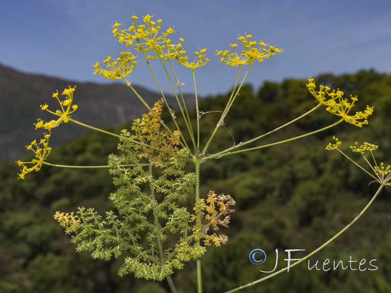 Elaoselinum asclepium millefolium.04