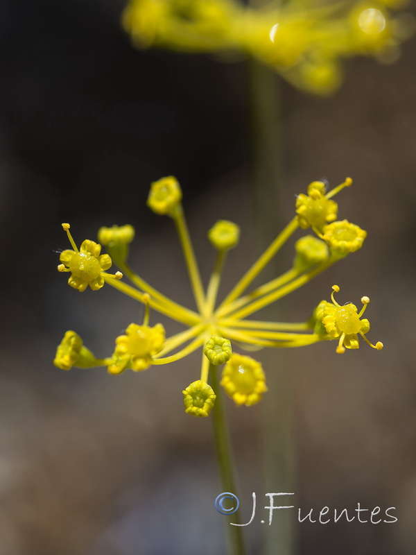 Elaoselinum asclepium millefolium.05