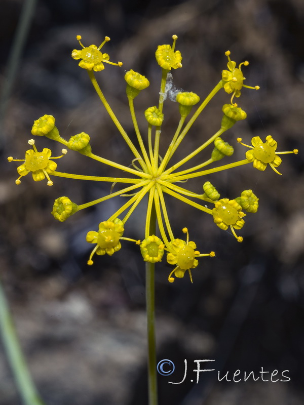 Elaoselinum asclepium millefolium.06