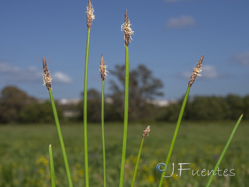 Eleocharis palustris palustris.02