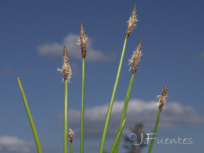 Eleocharis palustris palustris.03