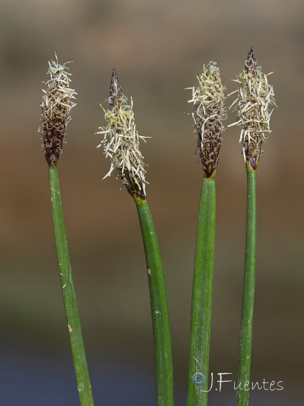 Eleocharis palustris palustris.06