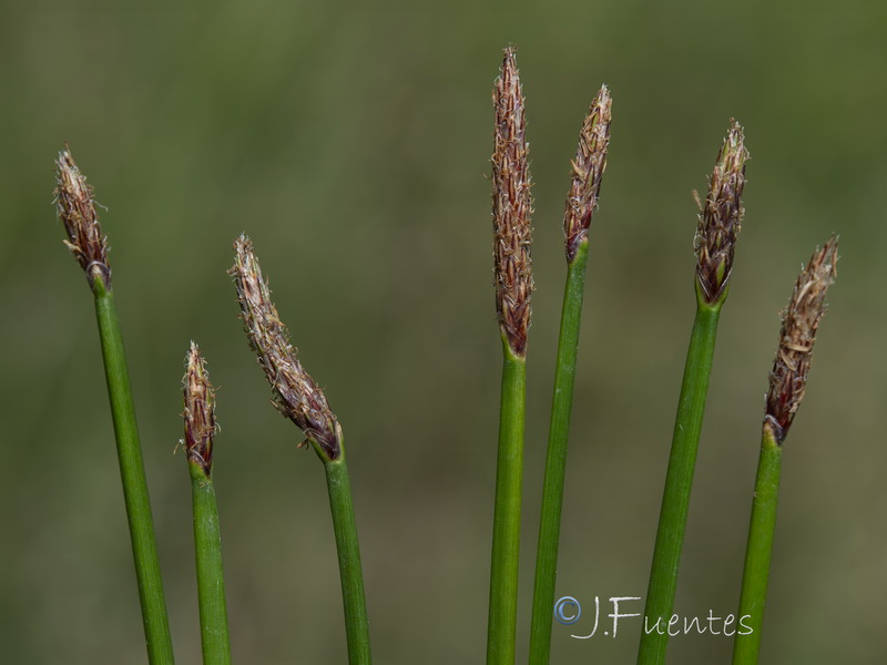 Eleocharis palustris palustris.07