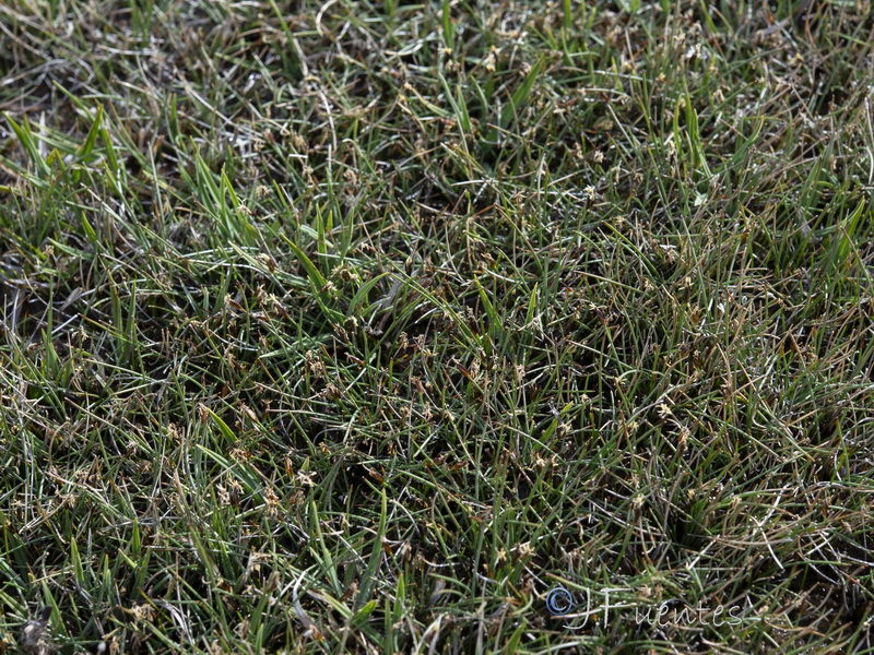 Eleocharis quinqueflora.02