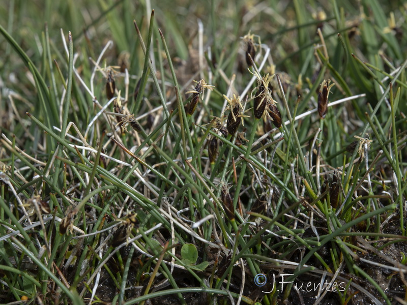 Eleocharis quinqueflora.03