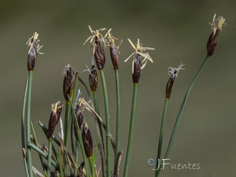 Eleocharis quinqueflora.04