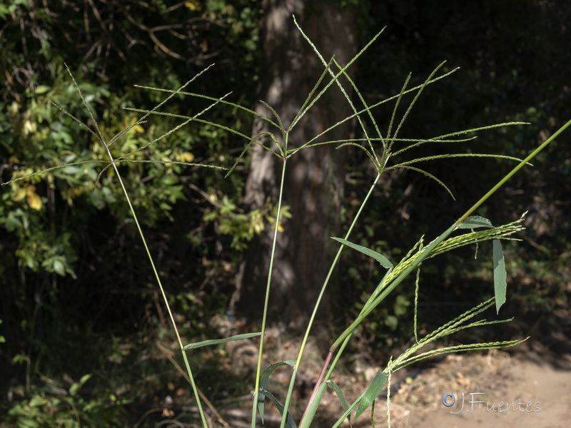 Eleusine indica.05